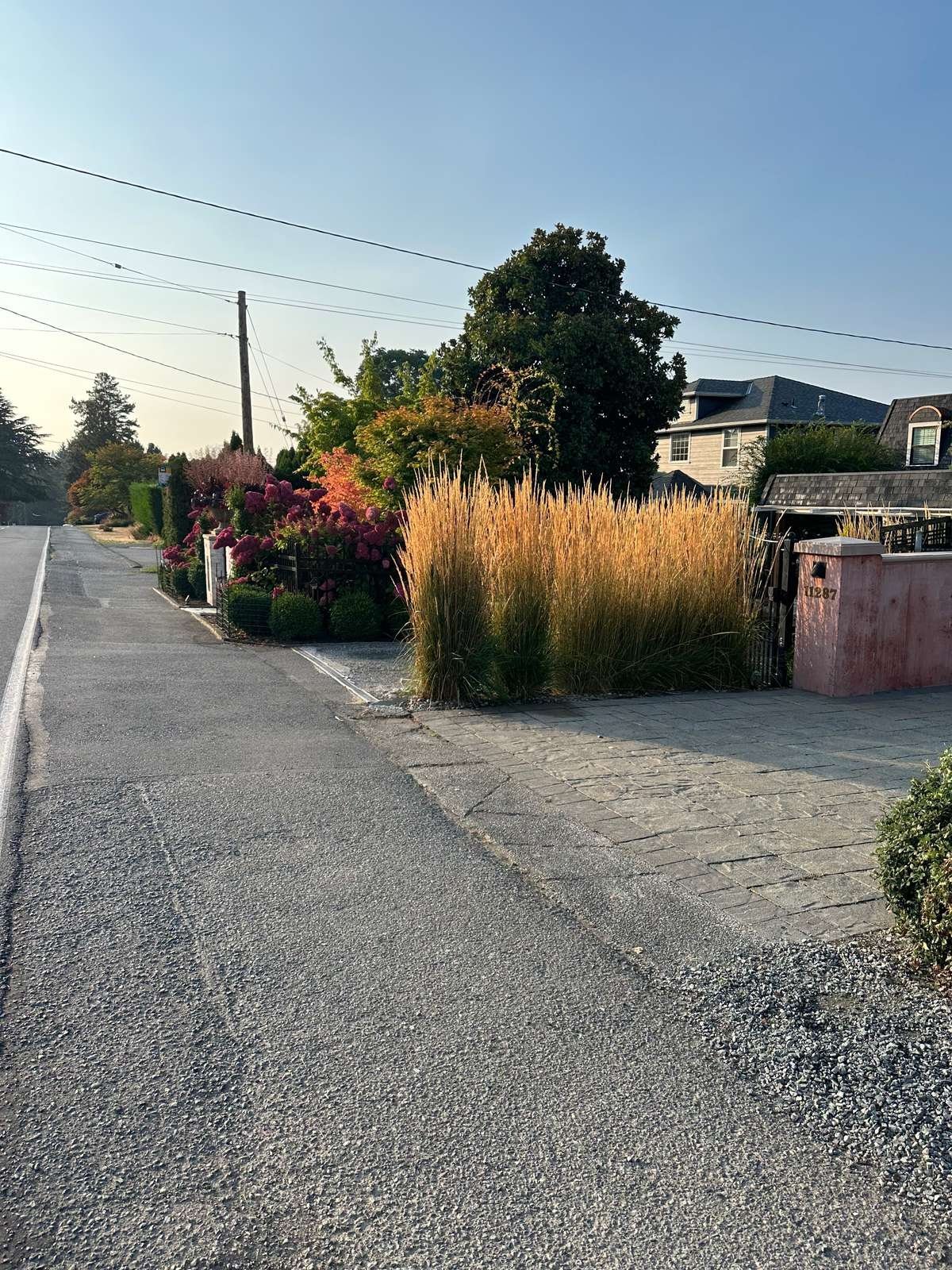 struver-ornamental-grasses-front-garden-seattle.jpg