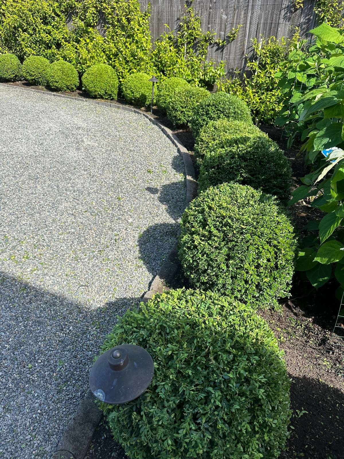 struver-boxwood-hedge-trimming-seattle.jpg