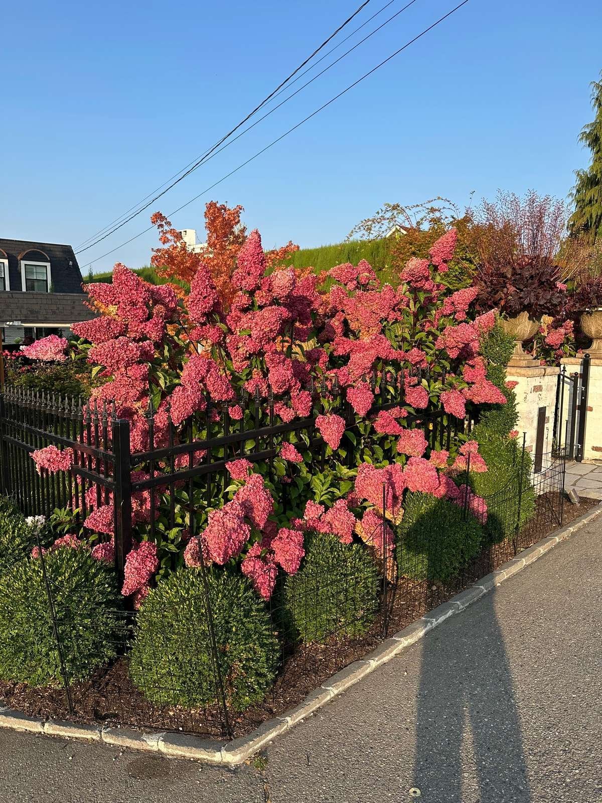 struver-panicle-hydrangea-border-iron-fence-seattle.jpg